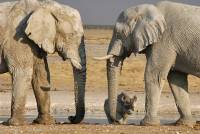 Elefanten mit nashorn - Etosha-Nationalpark